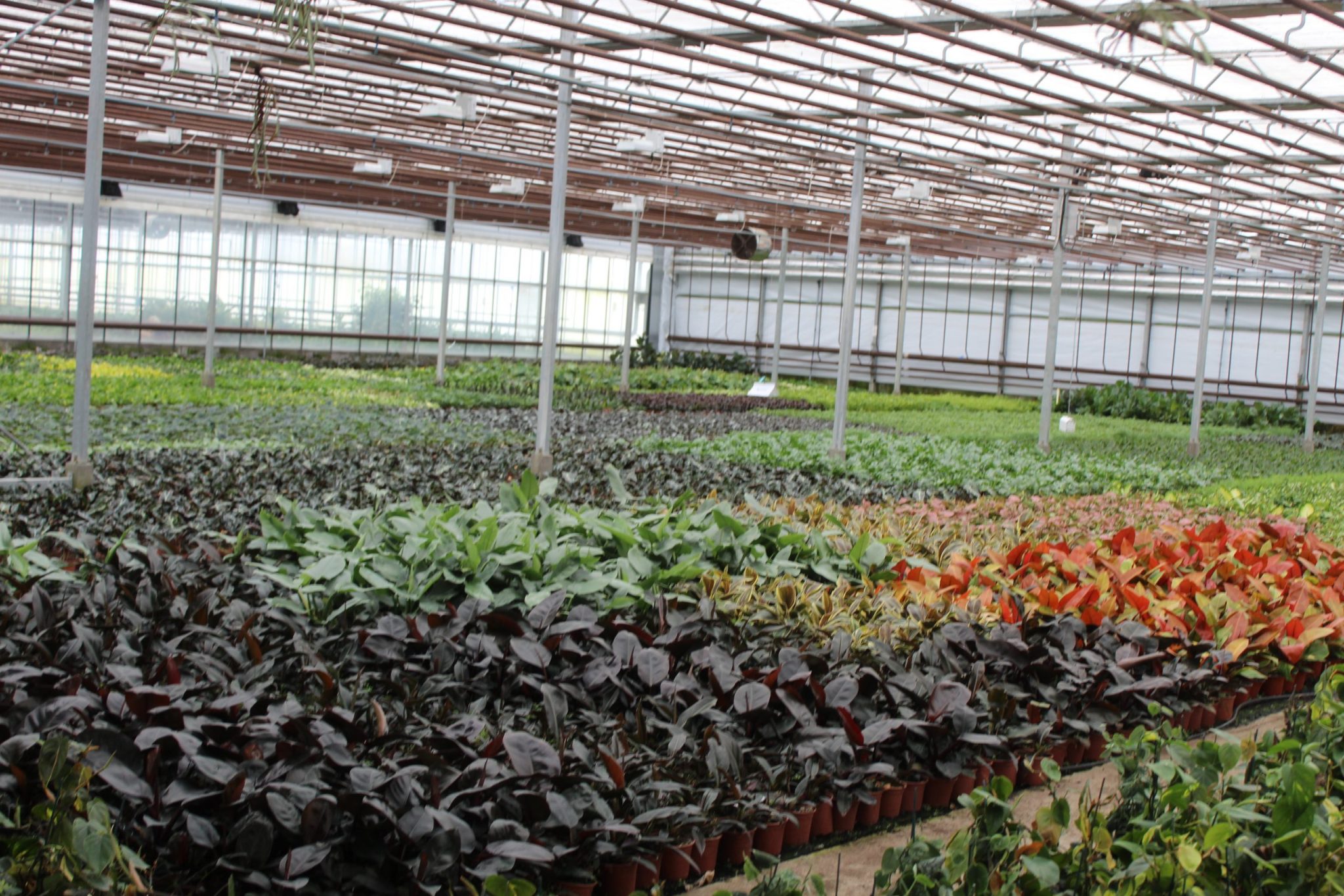 Tropical Plants Nursery