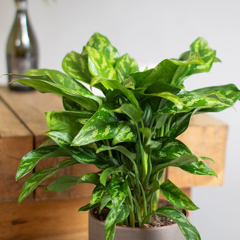 Aglaonema Maria 3L - Tropical Plants UK