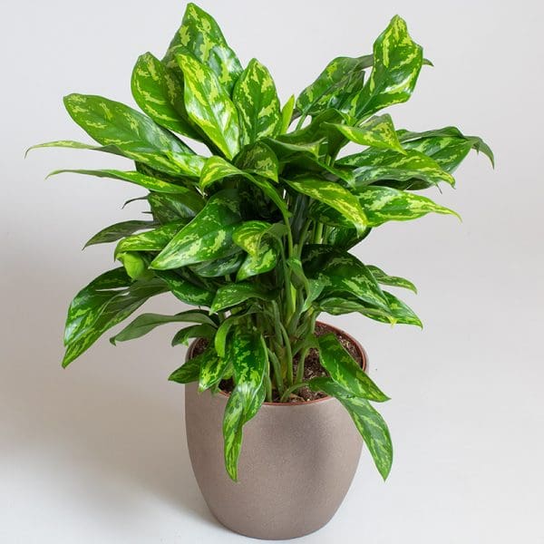 Aglaonema Maria