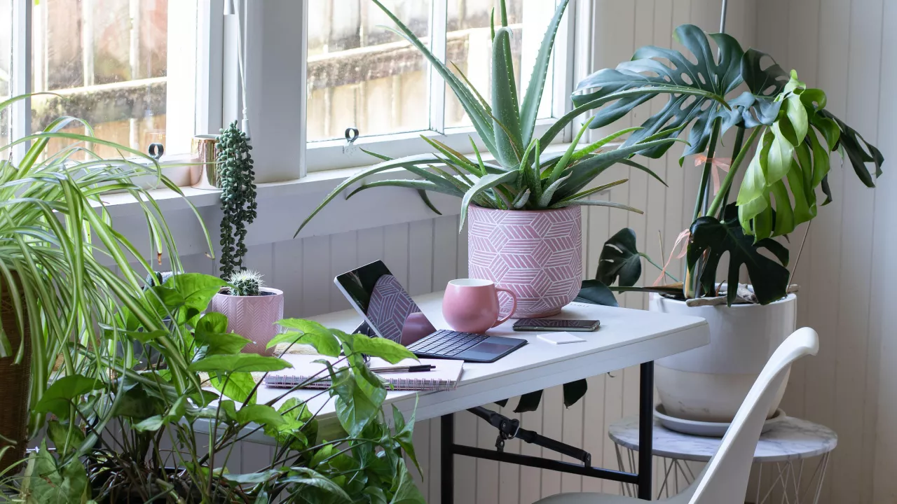 Small and large houseplants