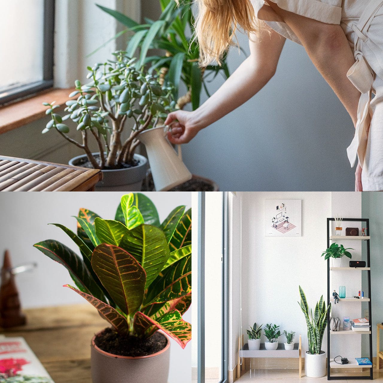 Indoor house plants