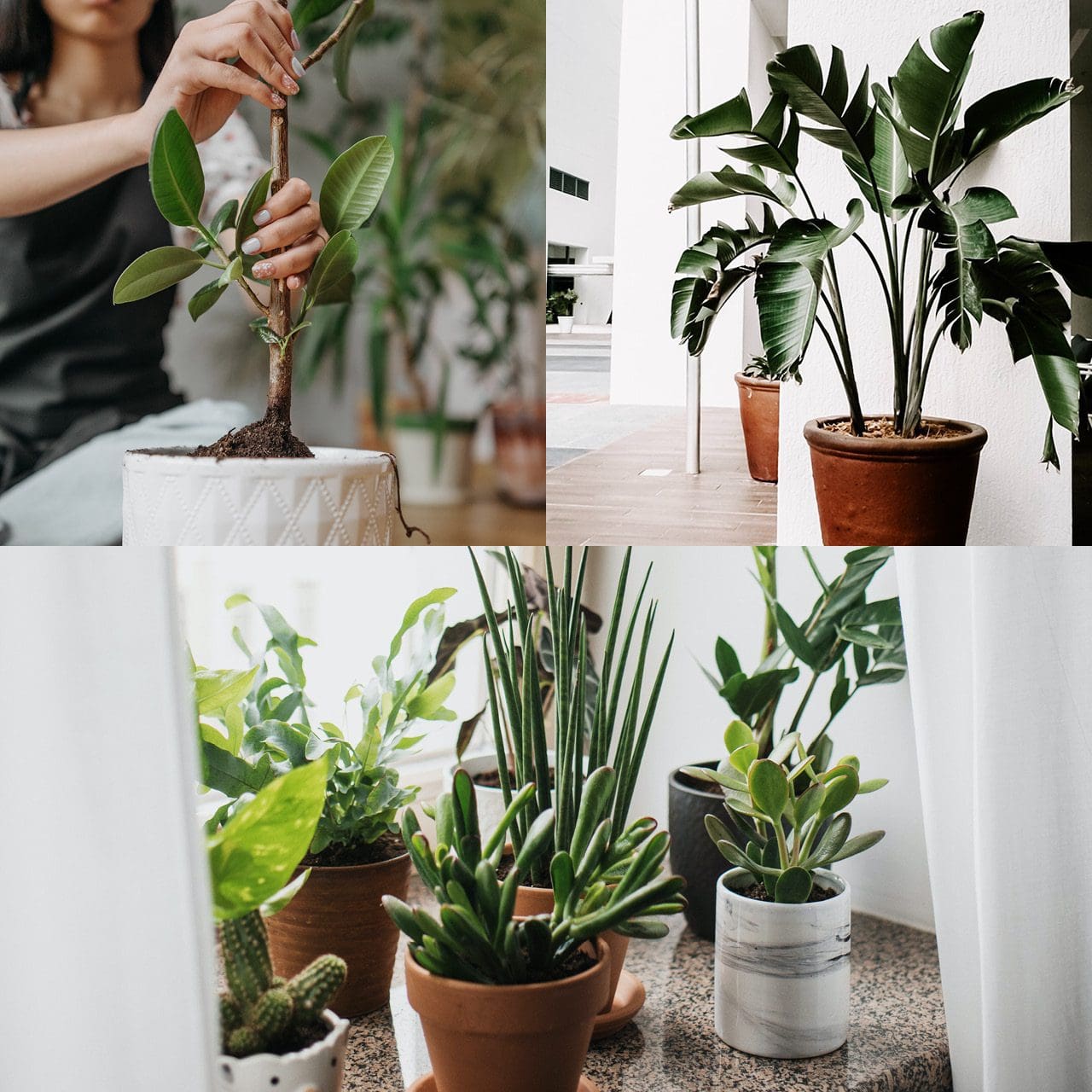 Display of house plants