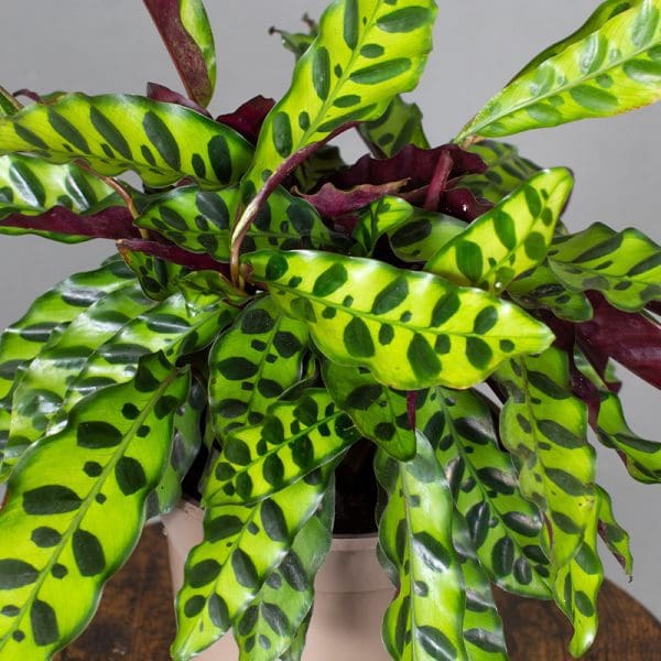 Calathea Makoyana 15cm - Image 2