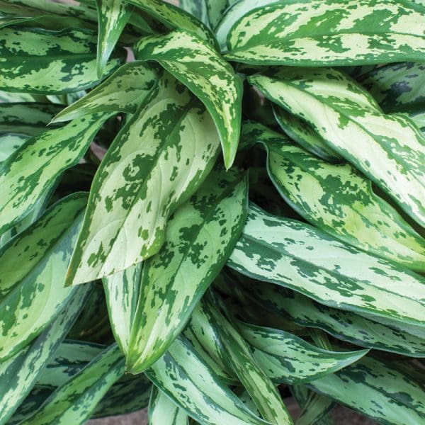 Aglaonema Pincel