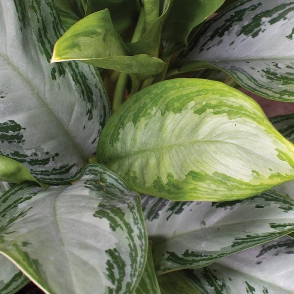 Aglaonema Silver Bay