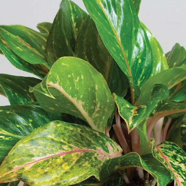 Aglaonema Sparkling Sarah 3L - Image 2