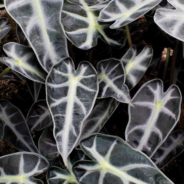 Alocasia Bambino 13cm - Image 3