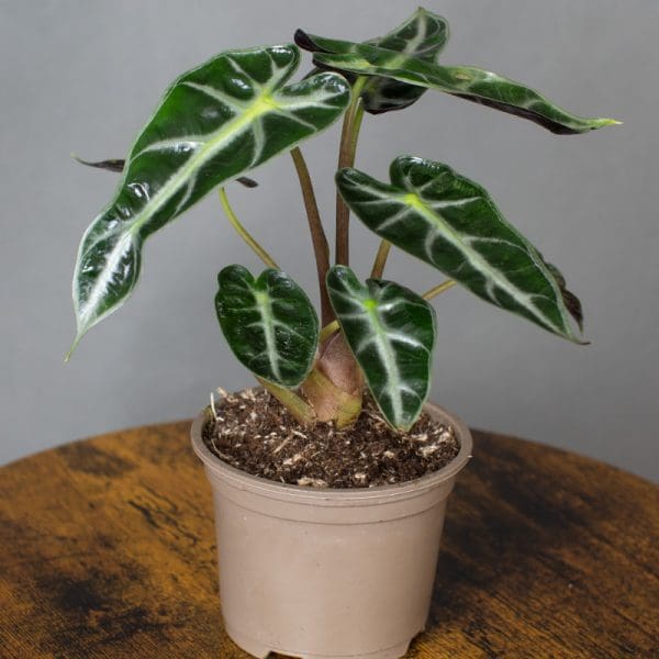 Alocasia Bambino