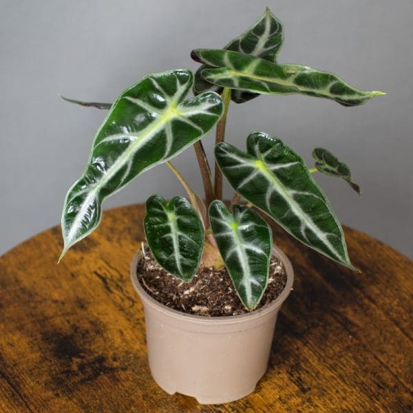 Alocasia Bambino