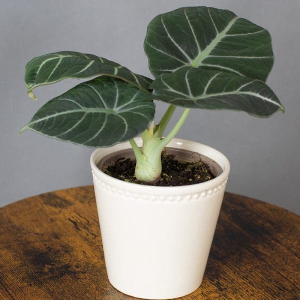 Alocasia Black Velvet