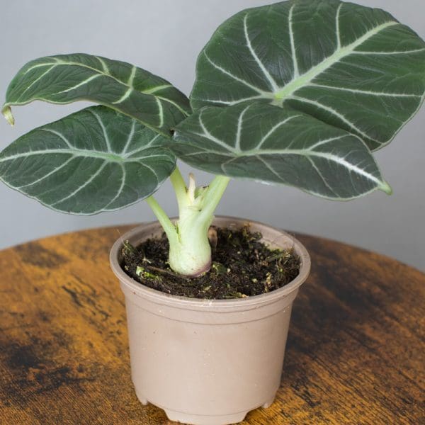 Alocasia Black Velvet