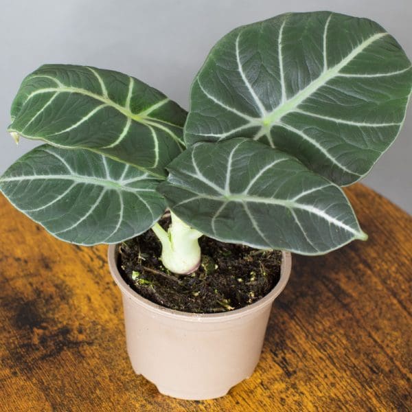 Alocasia Black Velvet