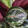 Calathea Medallion 15cm - Image 4