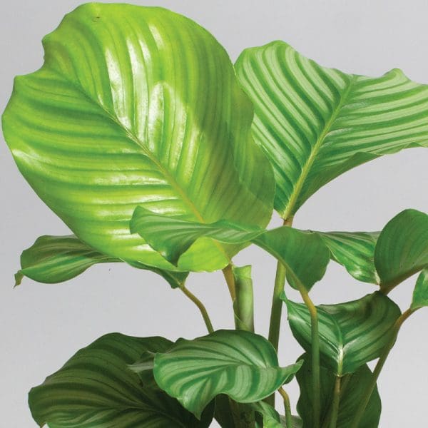 Calathea Orbifolia