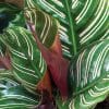 calathea ornata