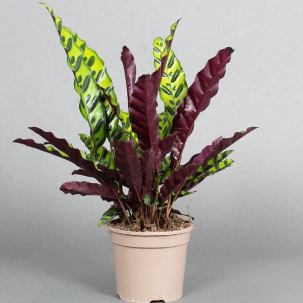 Calathea makoyana