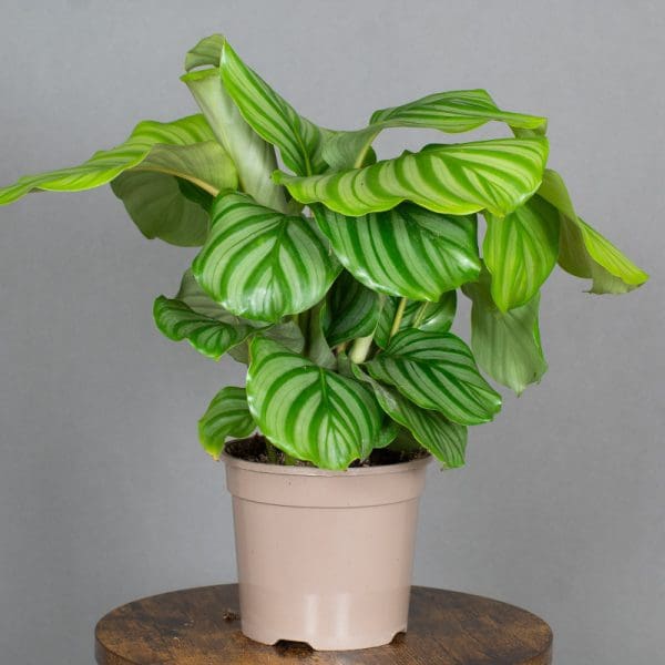 Calathea orbifolia