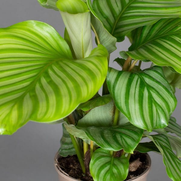 Calathea orbifolia