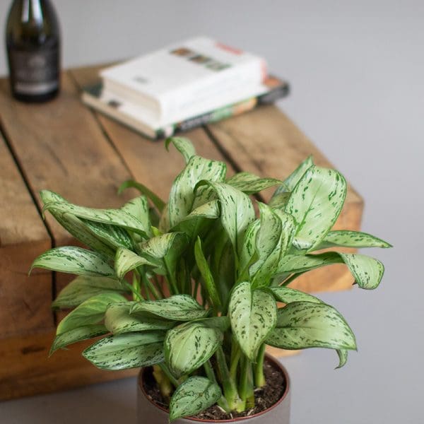 Aglaonema Christina