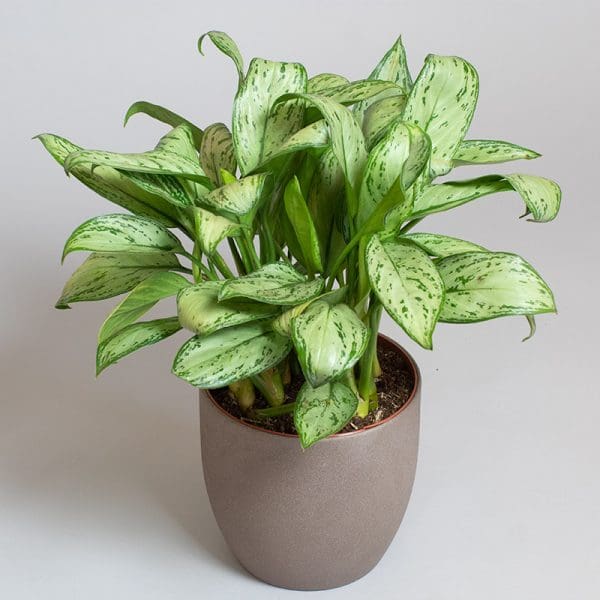 Aglaonema Christina