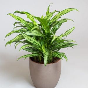 Aglaonema Pincel