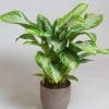 Aglaonema Silver Bay 3L - Image 3