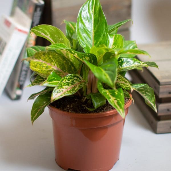 Aglaonema Sparkling Sarah 3L - Image 3