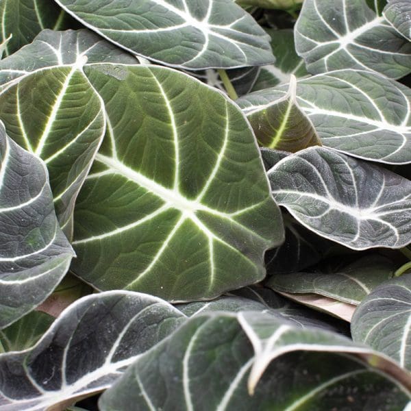 Alocasia Black Velvet