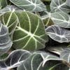 Alocasia Black Velvet 13cm - Image 3