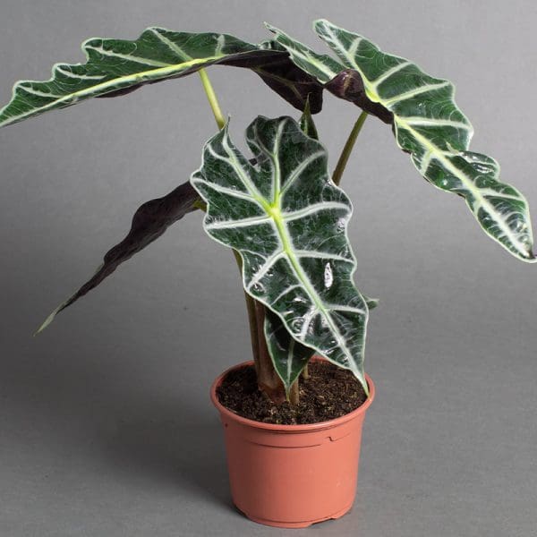 Alocasia Dwarf Amazonica