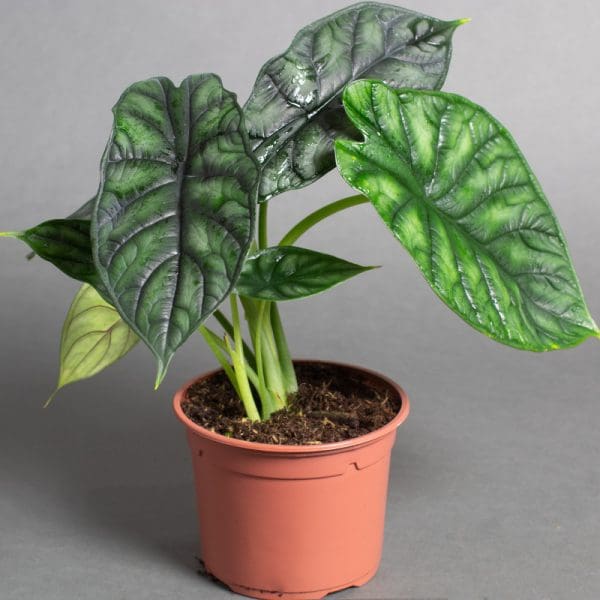 Alocasia Baginda