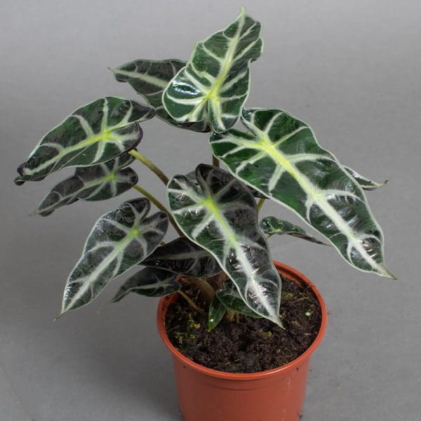 Alocasia Bambino