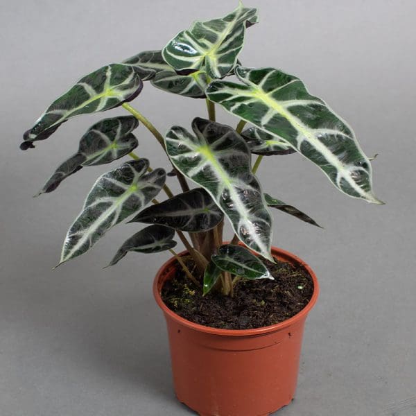 Alocasia Bambino