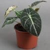 Alocasia Black Velvet