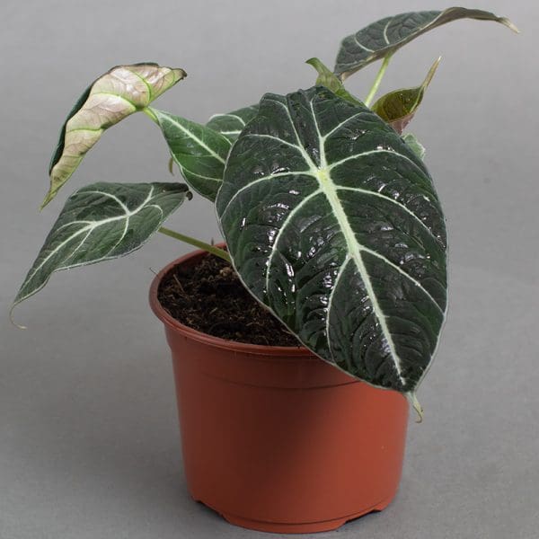 Alocasia Black Velvet