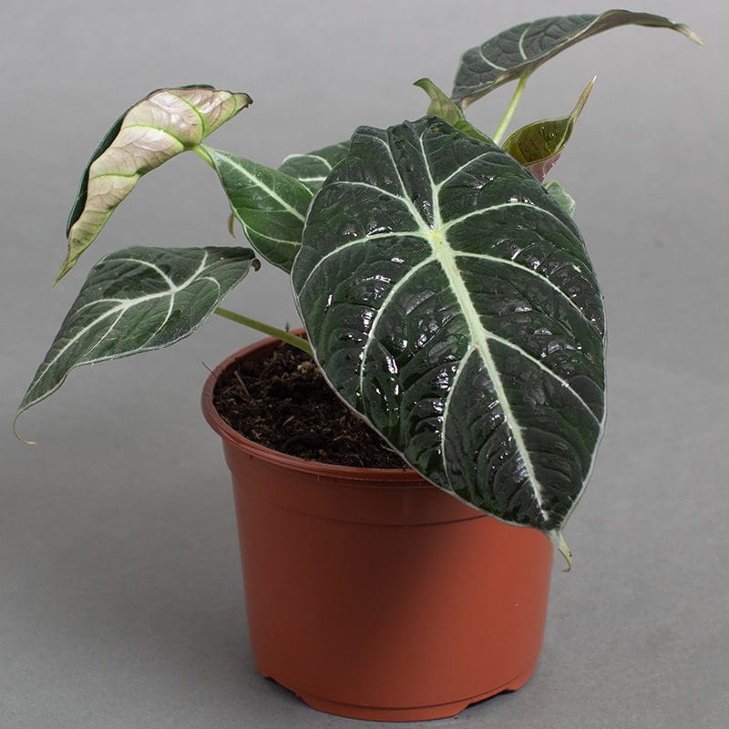 Alocasia Black Velvet – Verdant Lyfe