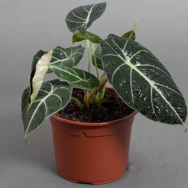 Alocasia Black Velvet