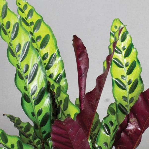 Calathea makoyana