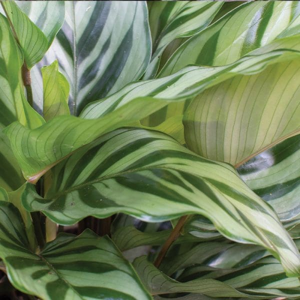 Calathea Freddie 5L - Image 2