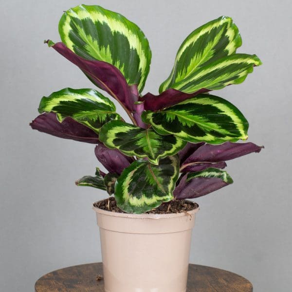 Calathea Medallion