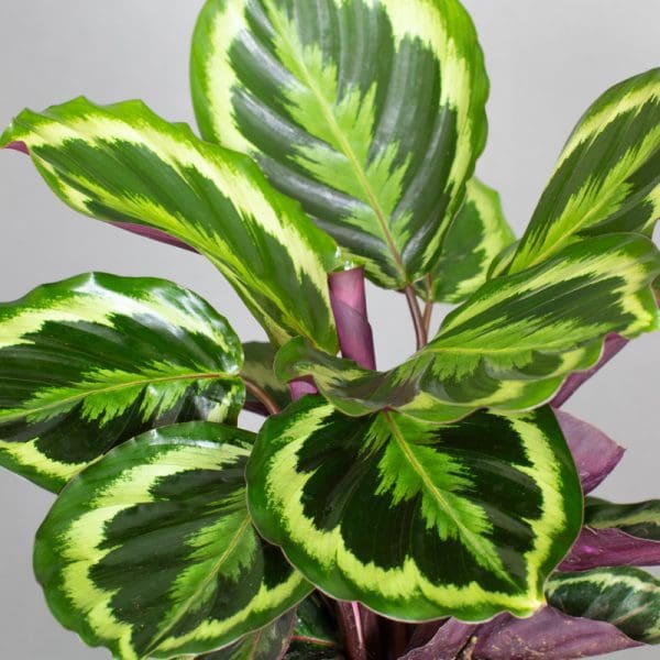 Calathea Medallion