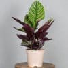 Calathea Ornata