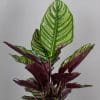 Calathea Ornata 15cm - Image 2