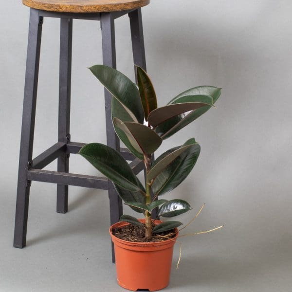 Ficus Elastica Abidjan