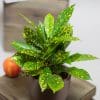 Croton Acubafolia
