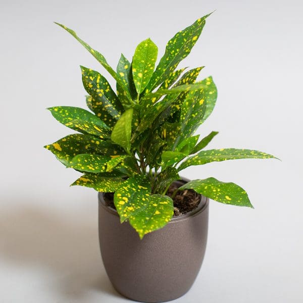 Croton Acubafolia