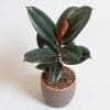 Ficus Elastica Abidjan