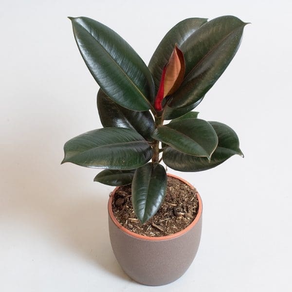 Ficus Elastica Abidjan