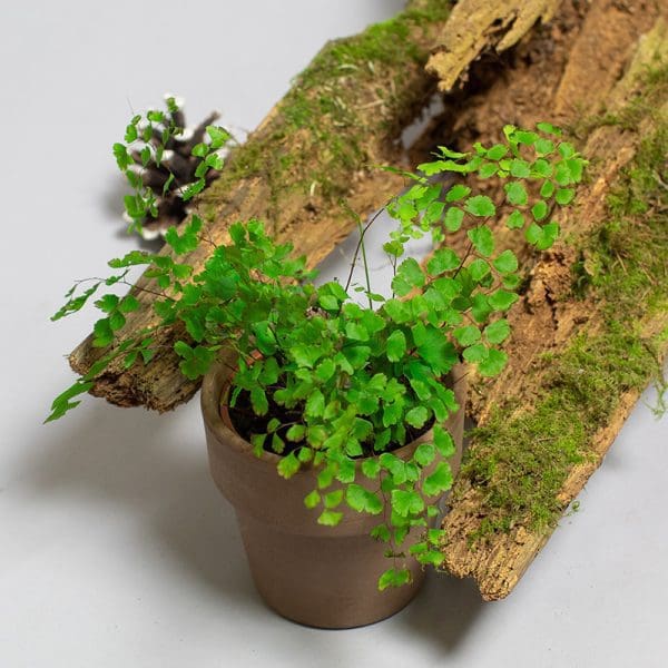 Adiantum Fragrans