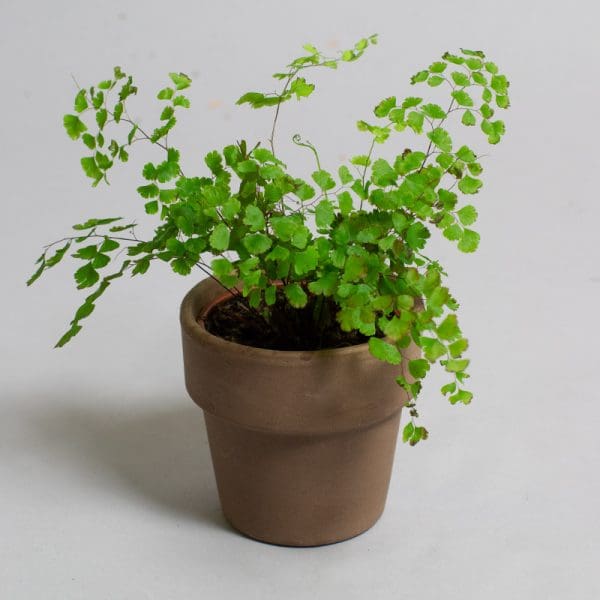Adiantum Fragrans